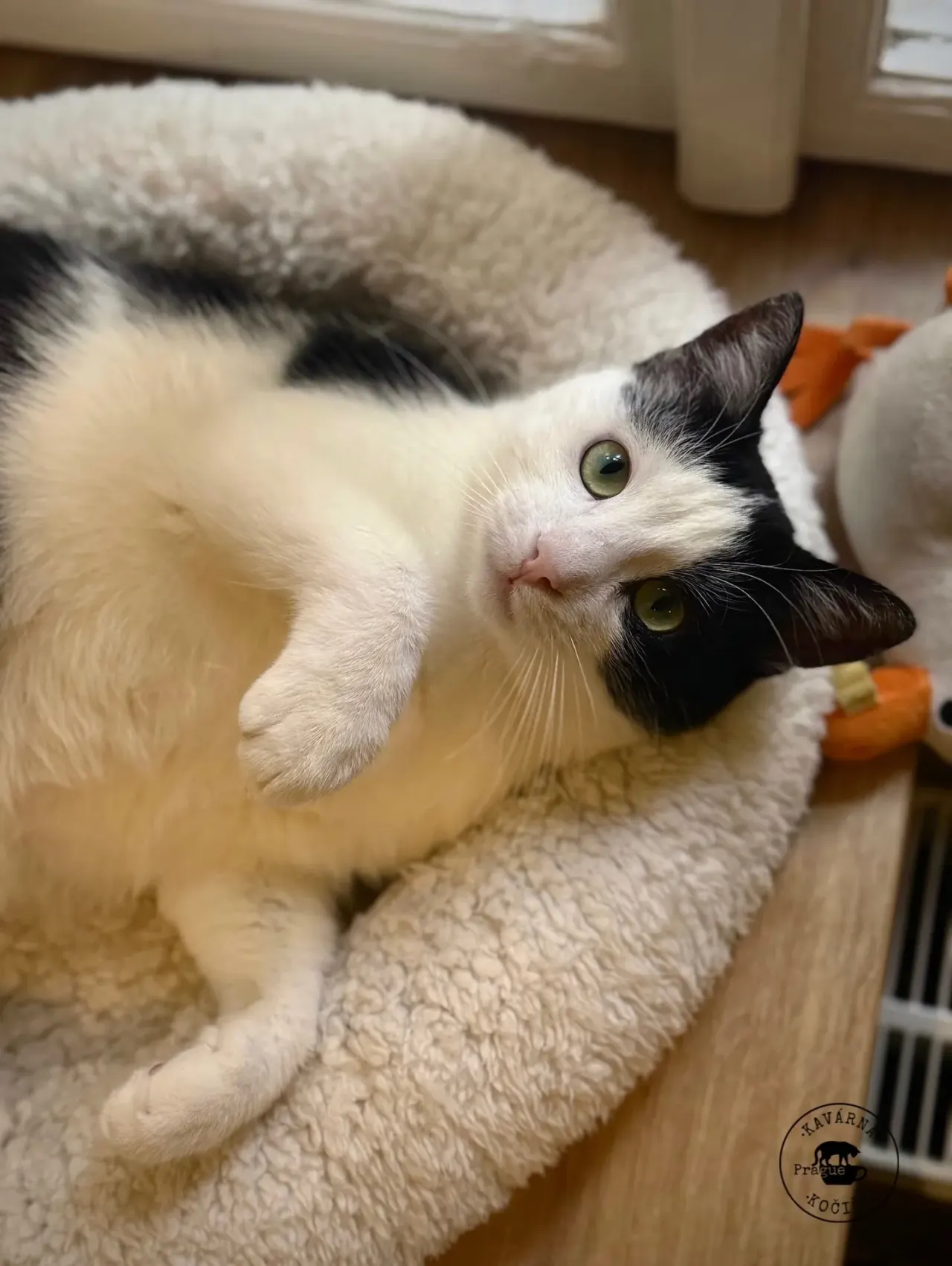 BookNoFees: Kahvila – Kavárna Kočičí – Prague – Kočičí-kahvila, kuva 1